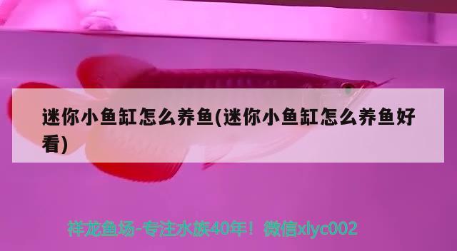 迷你小鱼缸怎么养鱼(迷你小鱼缸怎么养鱼好看) 魟鱼百科