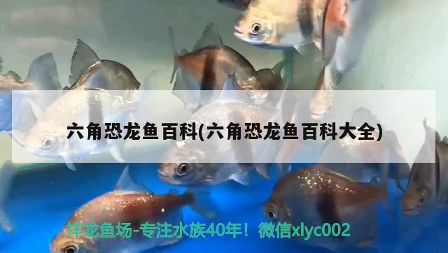 六角恐龙鱼百科(六角恐龙鱼百科大全) 水族用品