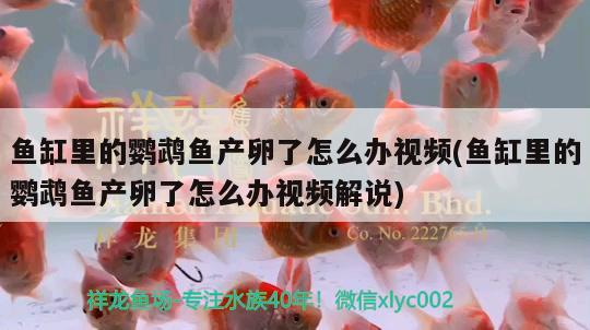 鱼缸里的鹦鹉鱼产卵了怎么办视频(鱼缸里的鹦鹉鱼产卵了怎么办视频解说) 鹦鹉鱼