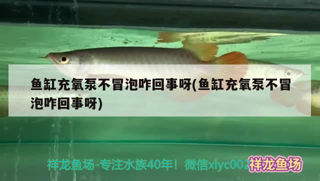 鱼缸充氧泵不冒泡咋回事呀(鱼缸充氧泵不冒泡咋回事呀) 观赏虾蟹等饲料