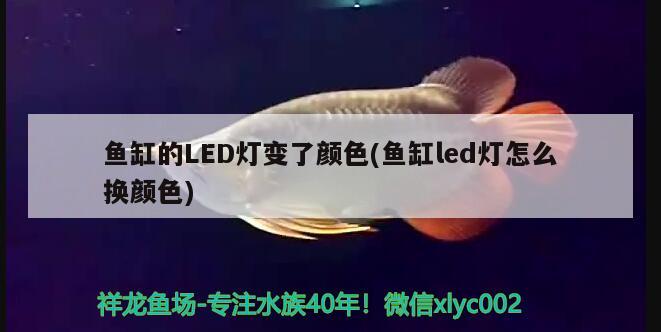 鱼缸的LED灯变了颜色(鱼缸led灯怎么换颜色)