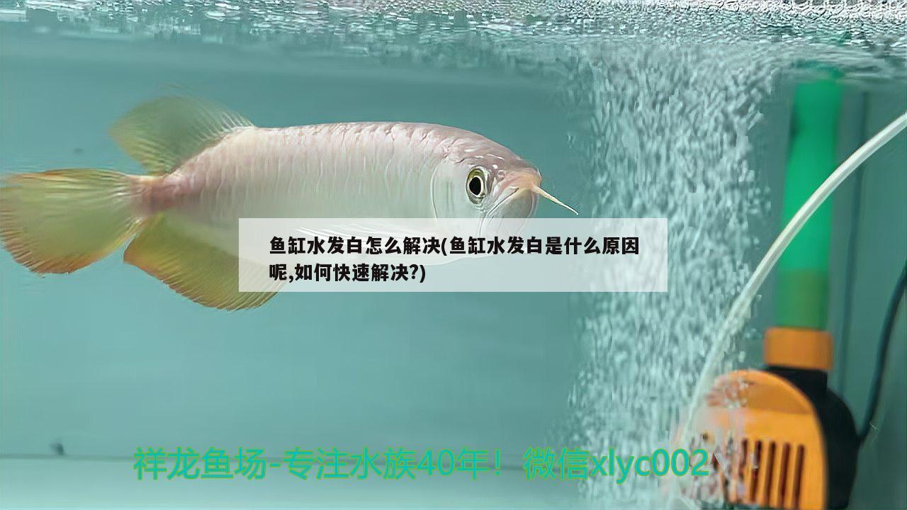 鱼缸水发白怎么解决(鱼缸水发白是什么原因呢,如何快速解决?) 皇冠黑白魟鱼