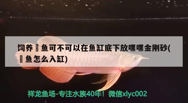 饲养魟鱼可不可以在鱼缸底下放嘿嘿金刚砂(魟鱼怎么入缸) 麦肯斯银版鱼