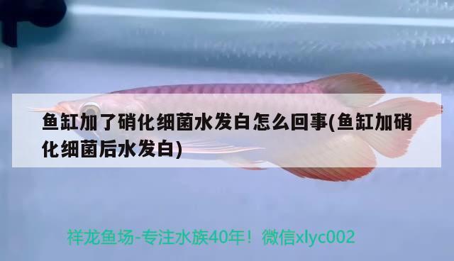 罗汉鱼苗和金鱼混养：罗汉鱼苗一起养 罗汉鱼 第2张