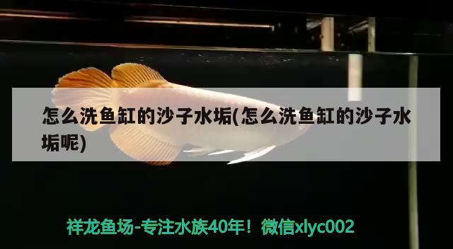 怎么洗鱼缸的沙子水垢(怎么洗鱼缸的沙子水垢呢) 广州水族批发市场