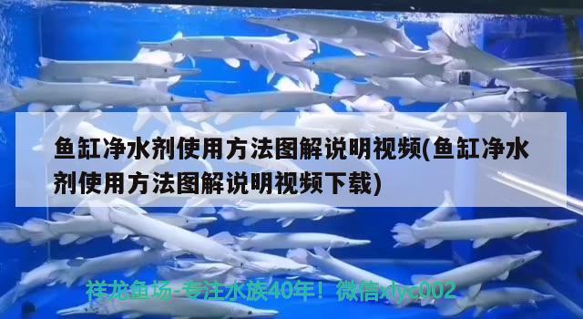 鱼缸净水剂使用方法图解说明视频(鱼缸净水剂使用方法图解说明视频下载) 虎鱼百科