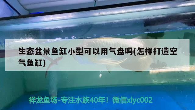 生态盆景鱼缸小型可以用气盘吗(怎样打造空气鱼缸) 广州观赏鱼批发市场