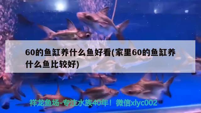 龙鱼水温多少度最好养(养龙鱼的水温多少度) 蓝帆三间鱼 第3张