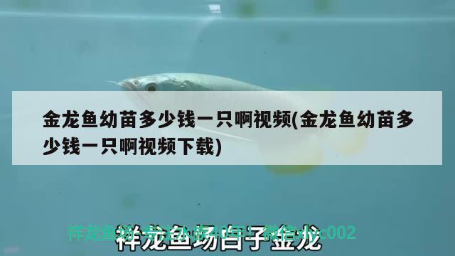 金龙鱼幼苗多少钱一只啊视频(金龙鱼幼苗多少钱一只啊视频下载)