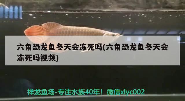 六角恐龙鱼冬天会冻死吗(六角恐龙鱼冬天会冻死吗视频) 水族灯（鱼缸灯）