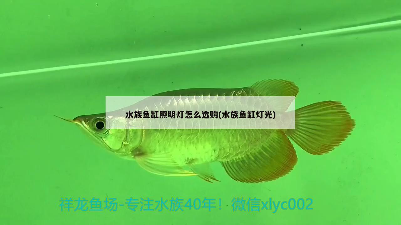 水族鱼缸照明灯怎么选购(水族鱼缸灯光) 魟鱼百科 第2张