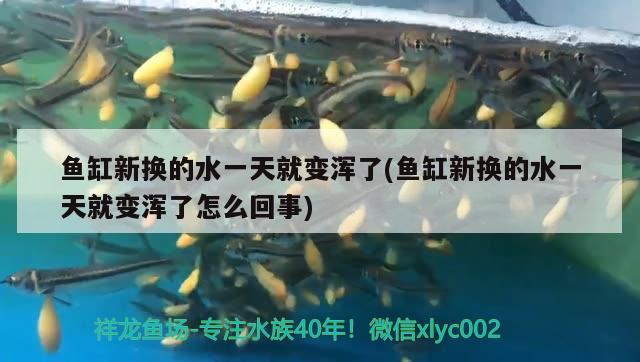 鱼缸新换的水一天就变浑了(鱼缸新换的水一天就变浑了怎么回事) 泰庞海鲢鱼