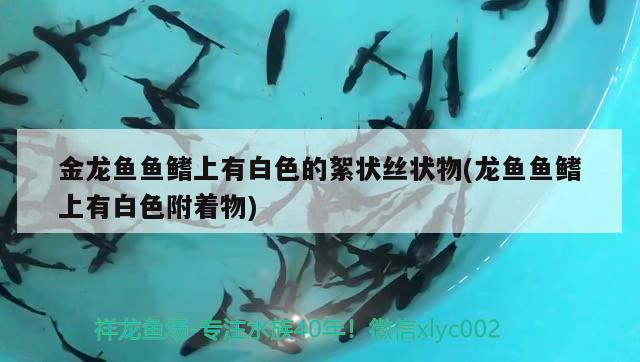 三湖慈鲷能和什么鱼混养，慈鲷混养排名