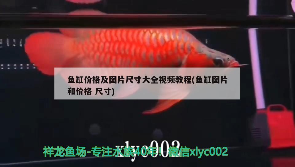 观赏鱼进口资质要求标准最新版图片视频下载安装(进口观赏鱼需要什么手续) 观赏鱼进出口 第1张