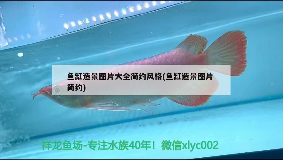 鱼缸用那种过滤系统好：鱼缸哪种过滤系统最好 广州水族批发市场 第3张
