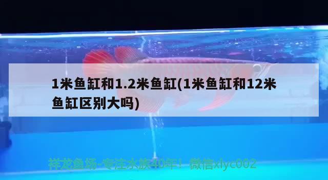 池塘钓鲤鱼技巧和方法，庭院小型水池养锦鲤浮在池边不爱游怎么办呀 垂钓乐园 第2张