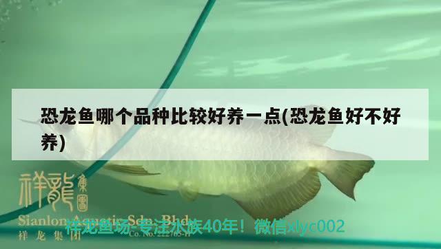 鱼缸用那种过滤系统好：鱼缸哪种过滤系统最好 广州水族批发市场 第2张