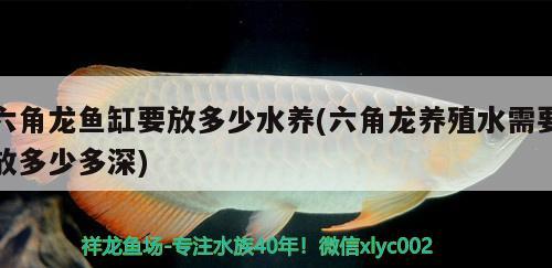 中国观赏鱼协会会长（中国 观赏鱼） 广州祥龙国际水族贸易 第1张