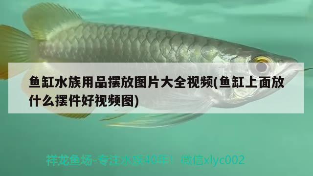 鱼缸水族用品摆放图片大全视频(鱼缸上面放什么摆件好视频图) 水族用品