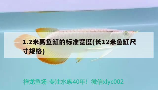 1.2米高鱼缸的标准宽度(长12米鱼缸尺寸规格) 白子关刀鱼苗