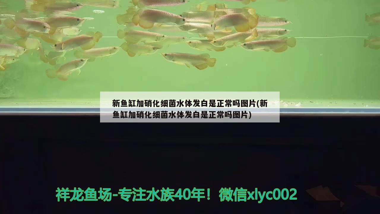 新鱼缸加硝化细菌水体发白是正常吗图片(新鱼缸加硝化细菌水体发白是正常吗图片) 硝化细菌