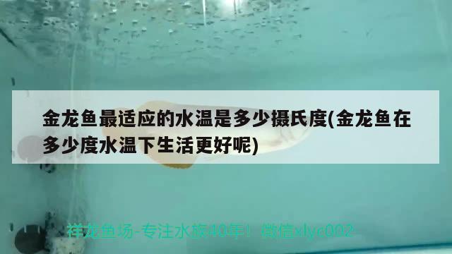 金龙鱼最适应的水温是多少摄氏度(金龙鱼在多少度水温下生活更好呢) 红眼黄化幽灵火箭鱼|皇家火箭鱼