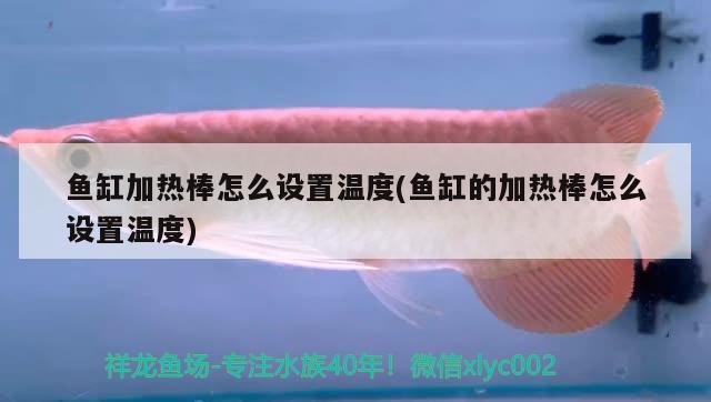 鱼缸加热棒怎么设置温度(鱼缸的加热棒怎么设置温度) 水族世界 第2张