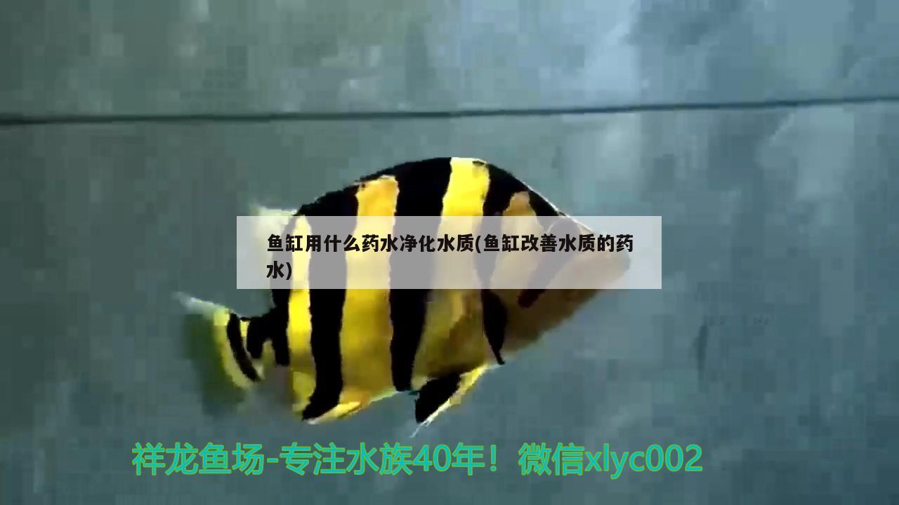 鱼缸用什么药水净化水质(鱼缸改善水质的药水) 蓝帆三间鱼