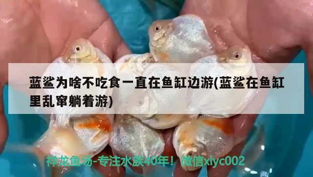 蓝鲨为啥不吃食一直在鱼缸边游(蓝鲨在鱼缸里乱窜躺着游) 白子金龙鱼