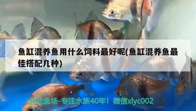 水晶超白鱼缸用什么嚓(超白晶鱼缸淘宝买哪家) 黄金斑马鱼 第3张