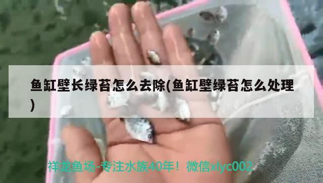 鱼缸壁长绿苔怎么去除(鱼缸壁绿苔怎么处理)