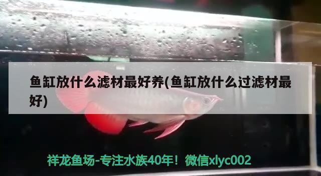 鱼缸放什么滤材最好养(鱼缸放什么过滤材最好)