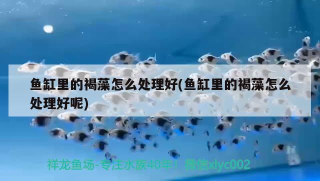 用瓷砖直接做鱼缸要注意哪些事情，用瓷砖做鱼缸要注意哪些事情