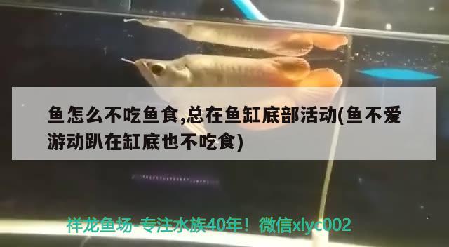 鱼缸潜水泵推荐性价比（鱼缸用什么泵比较好） 鱼缸百科 第1张