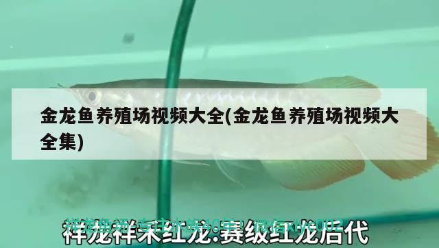 金龙鱼养殖场视频大全(金龙鱼养殖场视频大全集) 广州祥龙国际水族贸易