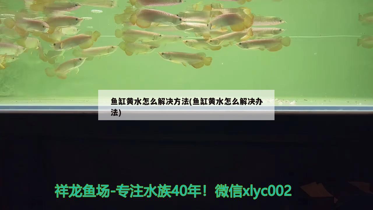 鱼缸黄水怎么解决方法(鱼缸黄水怎么解决办法)