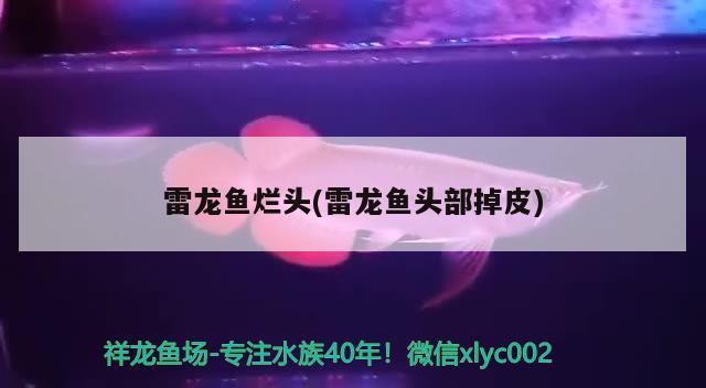 三条巴西亚鱼，两条粗线鱼，问一下：能养青苔鼠吗，最好养的大型观赏鱼