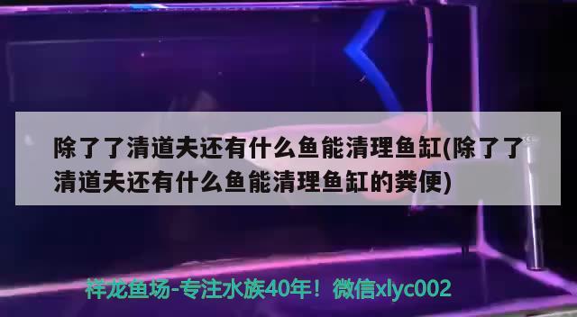 香港观赏鱼进口到深圳物流多少钱：香港观赏鱼进口到深圳物流多少钱一吨