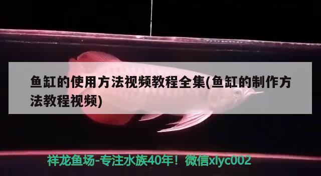 香港观赏鱼进口到深圳物流多少钱：香港观赏鱼进口到深圳物流多少钱一吨