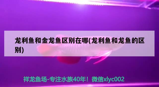 石家庄吃银龙鱼的地方有哪些：石家庄吃小龙虾的地方 银龙鱼 第3张