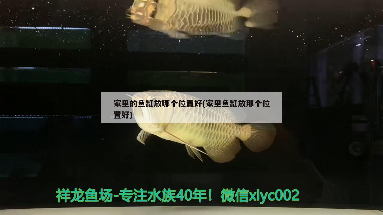 家里的鱼缸放哪个位置好(家里鱼缸放那个位置好)