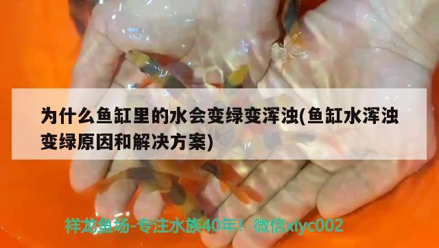 为什么鱼缸里的水会变绿变浑浊(鱼缸水浑浊变绿原因和解决方案) 细线银版鱼