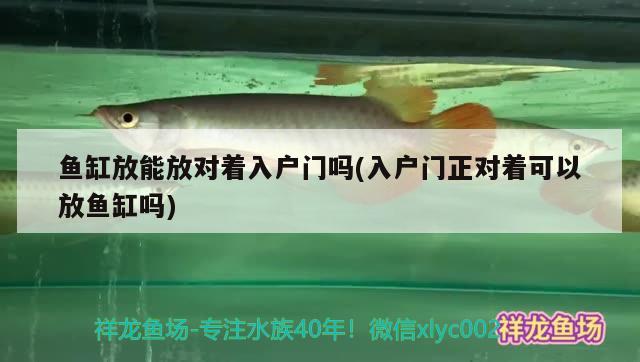 鱼缸放能放对着入户门吗(入户门正对着可以放鱼缸吗) 喂食器