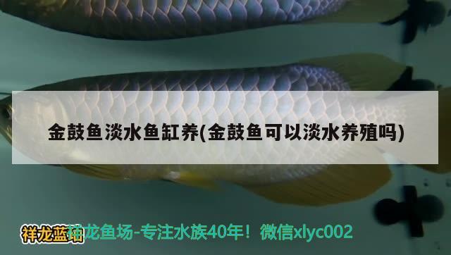 金鼓鱼淡水鱼缸养(金鼓鱼可以淡水养殖吗) 黄金招财猫鱼 第3张