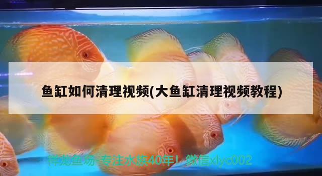 鱼缸如何清理视频(大鱼缸清理视频教程) 鱼缸风水 第3张