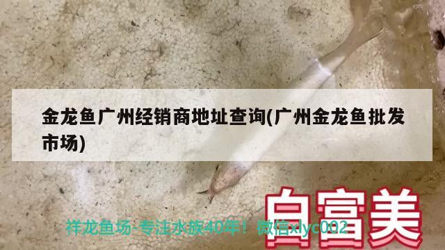 金龙鱼广州经销商地址查询(广州金龙鱼批发市场) 龙鱼批发