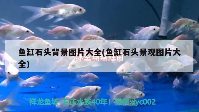 赣州观赏鱼市场地址电话（赣州水族市场在哪里） 养鱼知识 第3张