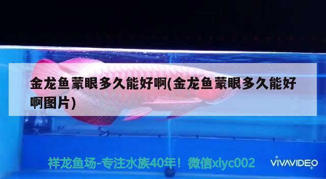 银龙鱼灯光知识大全（银龙鱼灯光的选择） 水族灯（鱼缸灯） 第2张