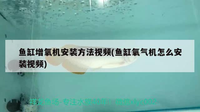 鱼缸增氧机安装方法视频(鱼缸氧气机怎么安装视频)