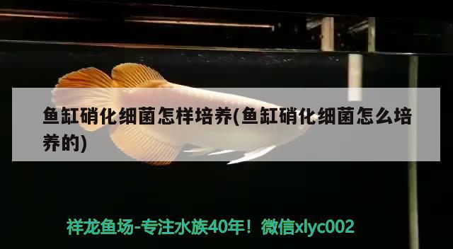 鱼缸硝化细菌怎样培养(鱼缸硝化细菌怎么培养的) 硝化细菌